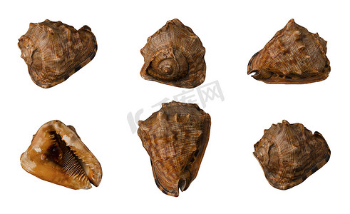 白色背景中的大贝壳，孤立，从六个角度特写拍摄