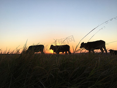和牛摄影照片_日落时牛和牛放牧和吃草的剪影