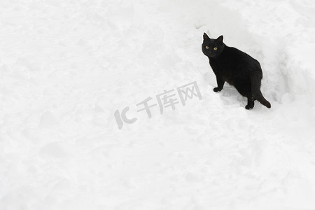 一只黑猫沿着雪路行走。