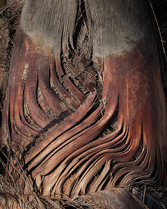 棕榈树干树干树皮的结构。