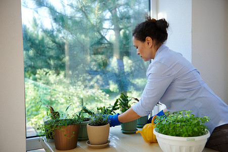 多民族妇女，家庭主妇在夏季小屋的阳台上照顾室内植物。