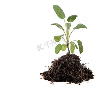 泥土盆栽摄影照片_泥土和根部暴露的绿色鼠尾草种植