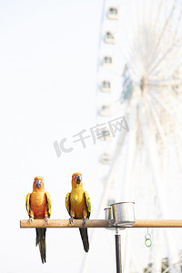 木条上的太阳锥鹦鹉鸟，背景上有模糊的巨轮