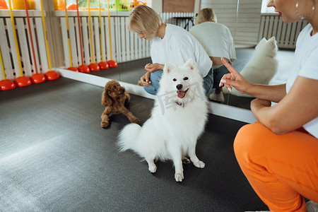 雪白的摄影照片_小棕色贵宾犬和雪白的日本斯皮茨在宠物屋与训狗师一起训练