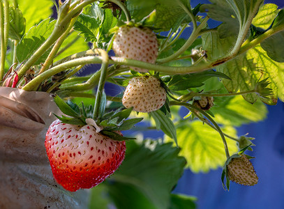 新鲜草莓不是从草莓植株上采摘的