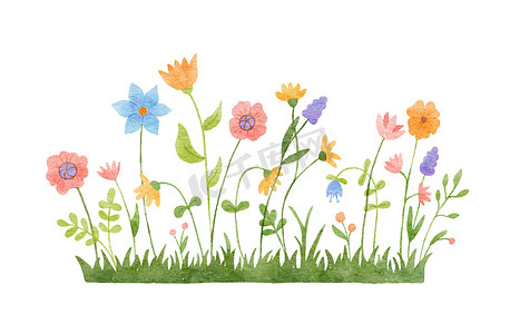 花卉元素水彩摄影照片_水彩野草和花卉插图。