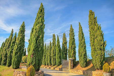 托斯卡纳风景，背景是意大利柏树