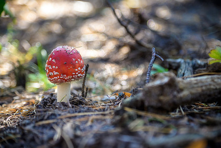 秋季森林阳光下的一种红蝇蘑菇或伞菌