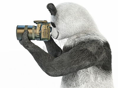 熊猫 animail 角色摄影师相机拍照孤立背景 3d cg 渲染插图