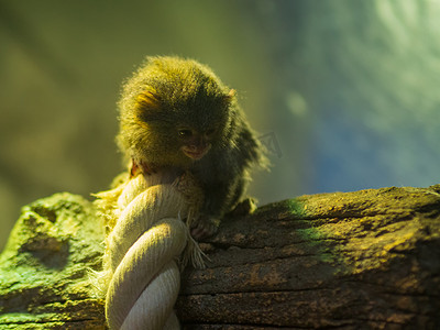 动物园树上的小猴子。