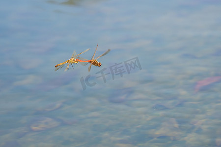 蜻蜓在水面上飞翔