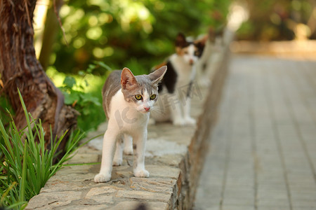 白色和灰色的流浪猫走在人行道的路边，另一只猫在后面，背景是阳光明媚的夏季花园/公园。