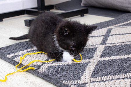 小黑猫玩绳子特写