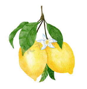 春天绿色海报摄影照片_水彩手绘插图，配有黄色成熟的地中海柠檬和绿色优雅的叶子。