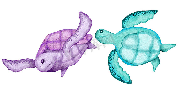 紫色蓝色水彩摄影照片_蓝色绿松石紫色海龟、海洋水下野生动物的水彩插图。
