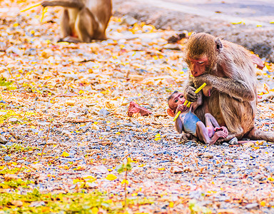 猴子在自然野生动物中带着婴儿在地上吃蔬菜食物