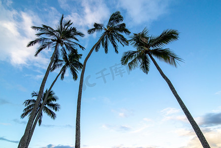 夏威夷欧胡岛北岸哈雷瓦的公园和热带海滩景观