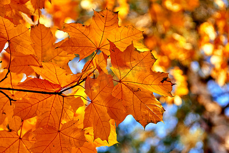 秋天里的枫叶摄影照片_秋天明亮的枫叶在阳光明媚的日子里在棕色森林里。
