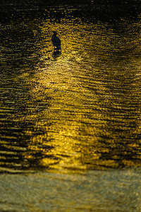 鸟井摄影照片_青鹭站在黄昏的井池里