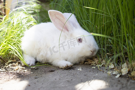 白兔眼睛摄影照片_绿草中一只受惊的白兔