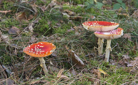 红白蘑菇