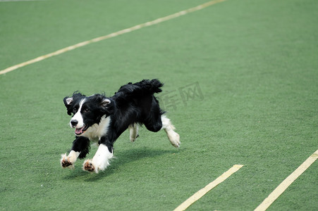 边境牧羊犬狗奔跑