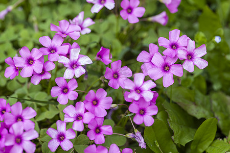 春天草地上的紫色花朵