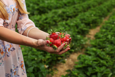 年轻女子手里拿着刚采摘的草莓，背景是自摘草莓田。