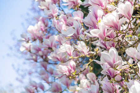 粉色花瓣花瓣摄影照片_春天美丽的玉兰花。