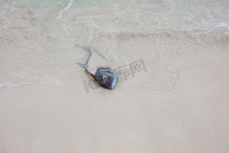 死鱼的头被海浪抛入沙中。