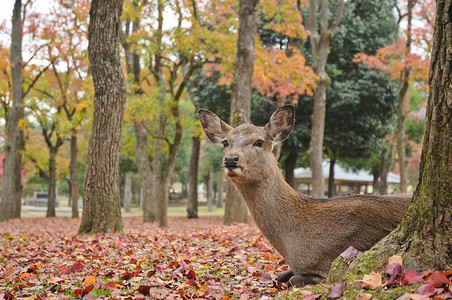 秋季奈良国家公园的日本圣鹿