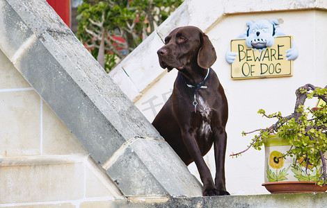 巧克力拉布拉多犬守卫着主人的家，墙上挂着“当心狗”的牌子