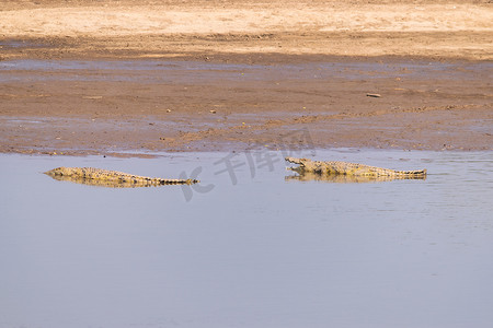 一群鳄鱼在非洲河的沙岸上休息的惊人景色