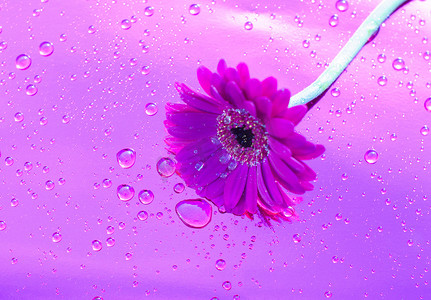 霓虹紫色背景上的一朵紫色非洲菊，近角，春天的心情，花