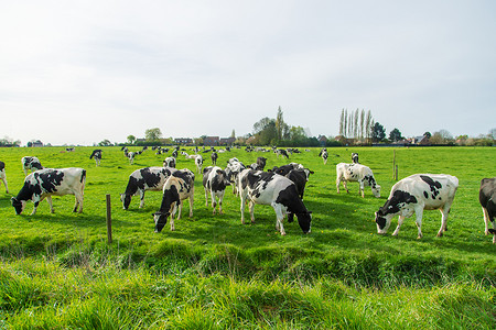 奶牛底纹摄影照片_奶牛在牧场上吃草。