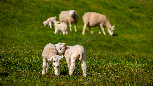 艾瑟尔湖畔荷兰堤坝上的羔羊和绵羊，春天的景色，荷兰 绿草草地上的羊