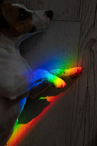 撒谎的杰克罗素梗犬身上的彩虹光芒。