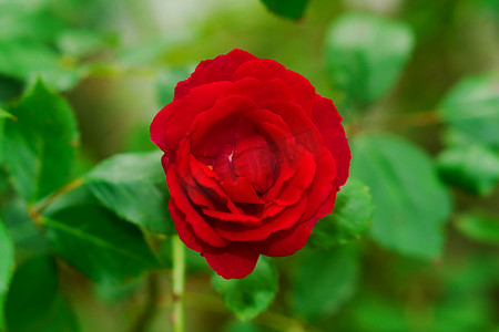 植物绿叶背景上带红色花瓣的灌木玫瑰的开放芽