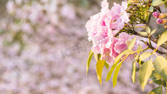 选择性聚焦柔光美丽的粉红色喇叭花或 Tabebuiaheterophylla