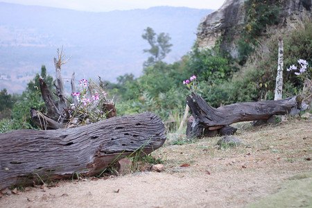泰国悬崖上的木材