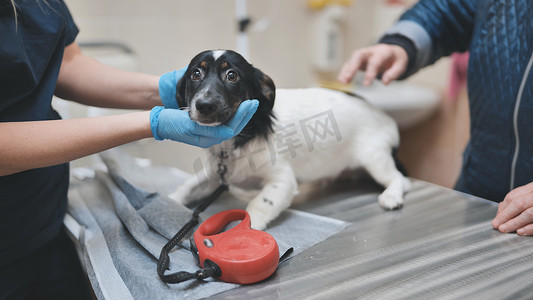 害羞的小狗在兽医的预约中。