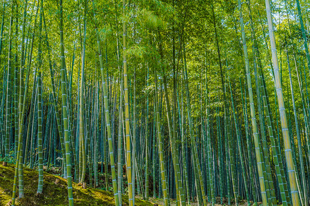 京都和岚山的竹林