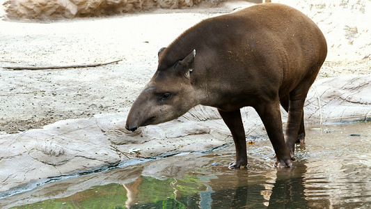 安踏喷绘摄影照片_在炎热的夏日，貘在水面上行走，靠近池塘，喝水，洗澡