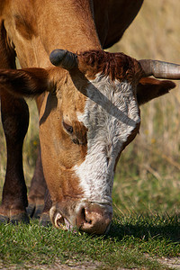 牛头外形摄影照片_吃草的牛