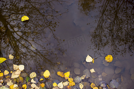俄罗斯沃罗涅日市水坑里的黄秋叶、雨滴痕迹和树木倒影