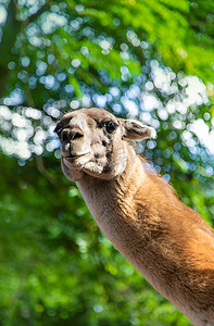 大羊驼摄影照片_动物园里的大骆驼。