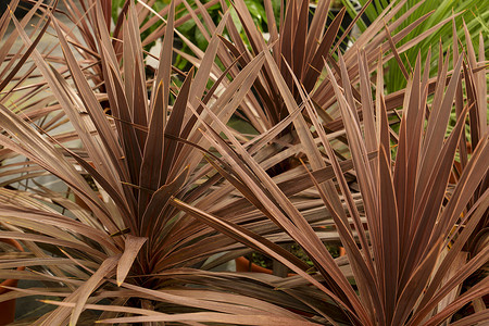 花园里的 Cordyline Australis 植物