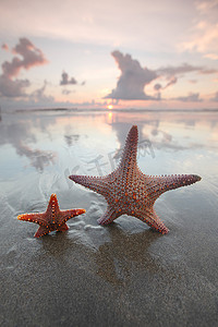 两只海星摄影照片_夏日海滩上的两只海星