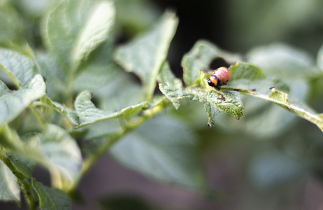 科罗拉多条纹甲虫幼虫在​​受损马铃薯叶子上的特写。 