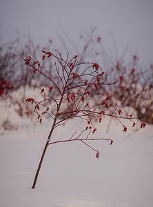 蓝色冰丝摄影照片_白雪背景下，灌木上有成熟的野玫瑰浆果，上面覆盖着雪